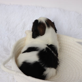 Terry - Available 9/10