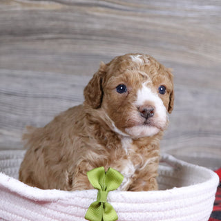 Theo - Available Now