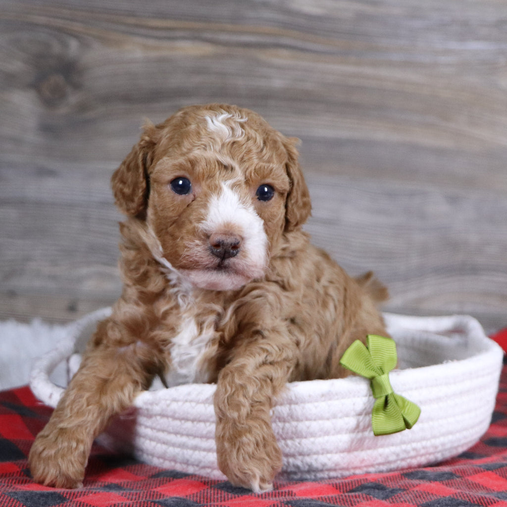 Theo - Available 1/14