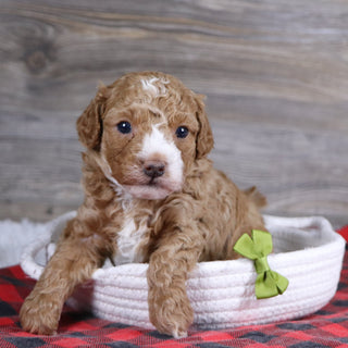 Theo - Available Now