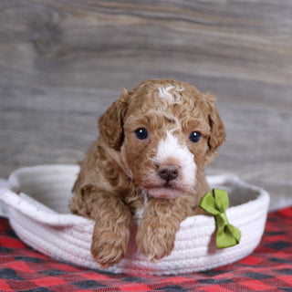 Theo - Available Now