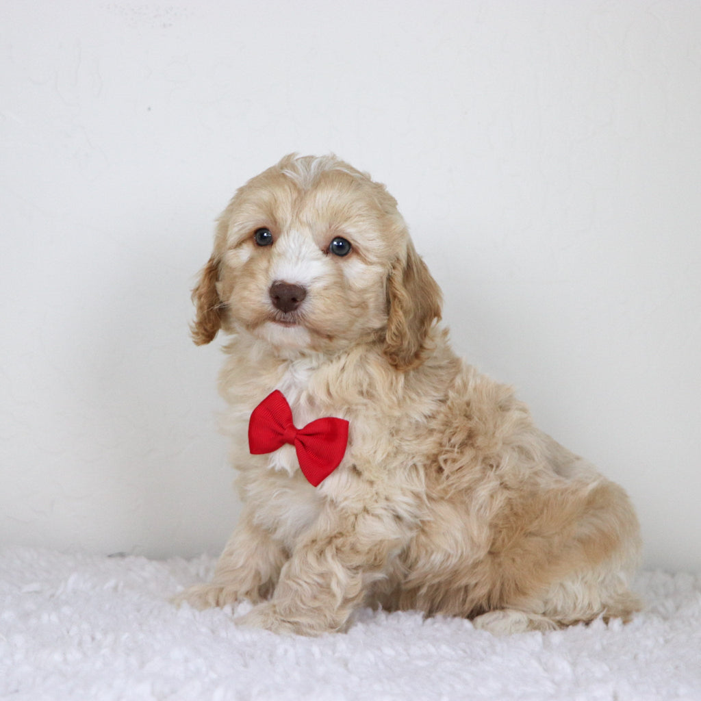 Theodor - Available 10/29
