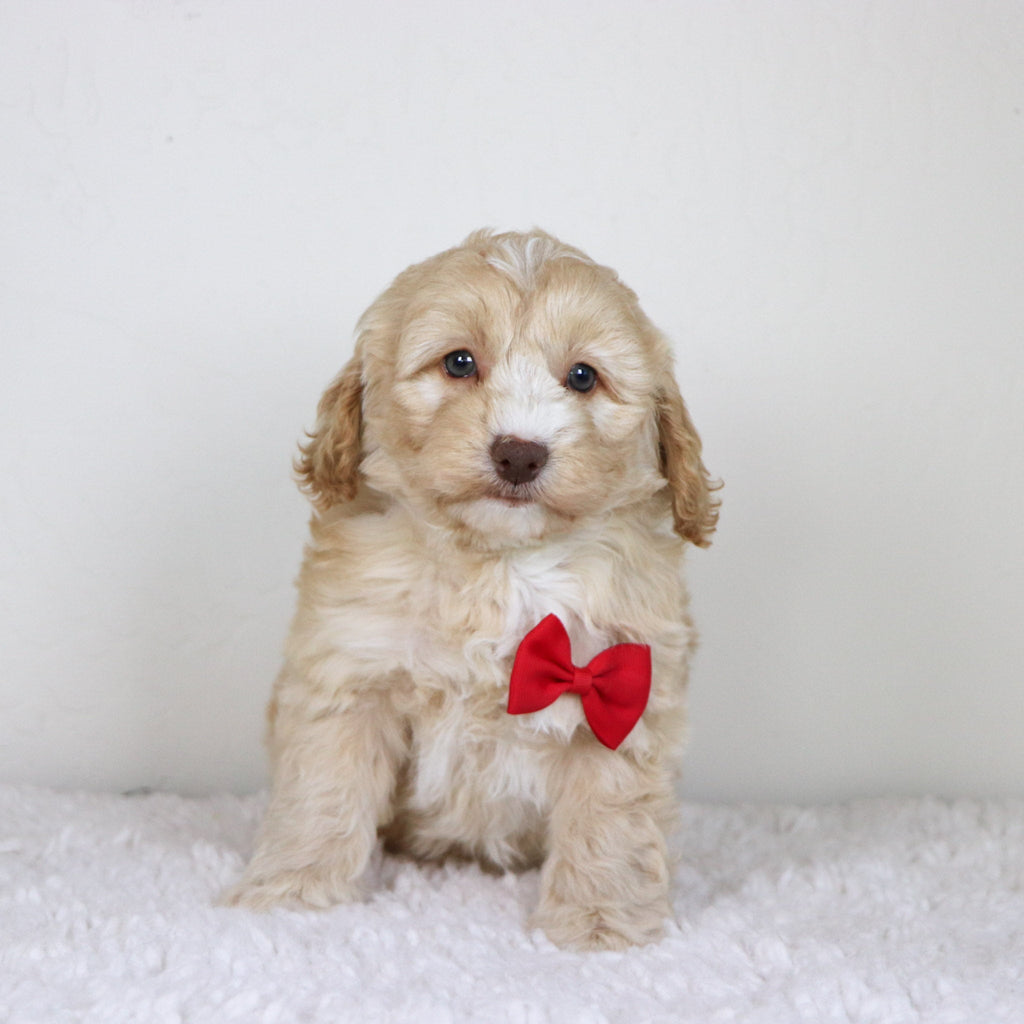 Theodor - Available 10/29