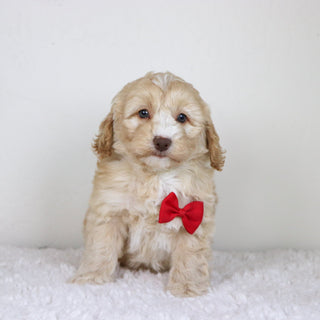 Theodor - Available Now