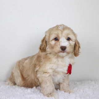 Theodor - Available Now