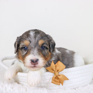 Thomas - Available 11/12