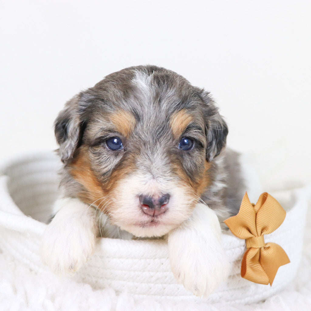 Thomas - Available Now