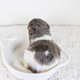 Thomas - Available Now