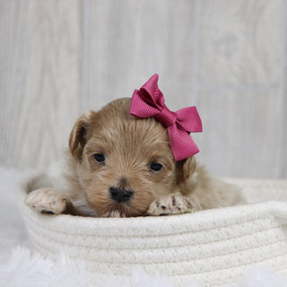 Tilda - Available 2/11