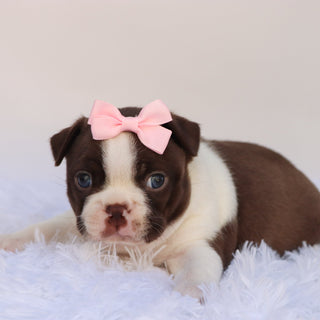 Tillie - Available Now