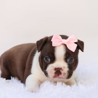 Tillie - Available Now