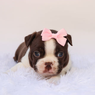Tillie - Available Now