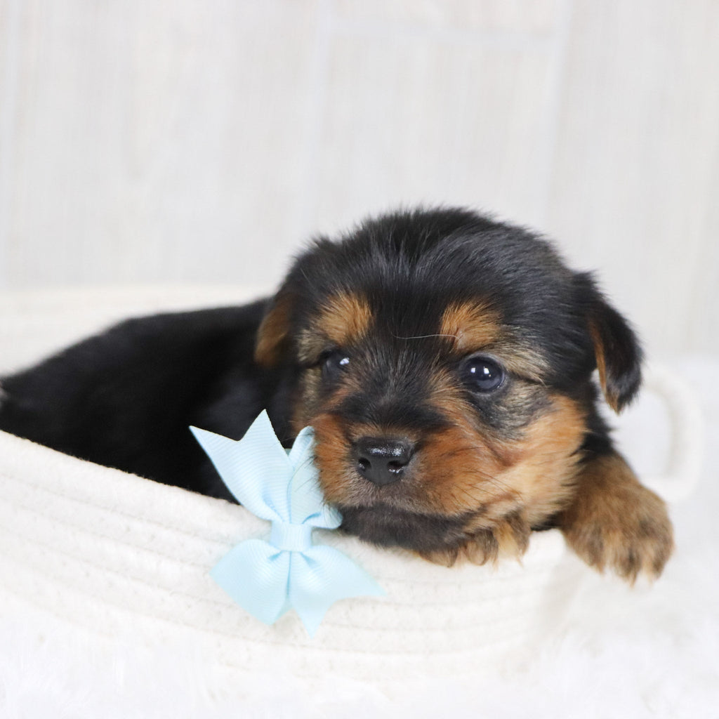 Timmy - Available 2/11