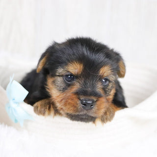 Timmy - Available 2/11