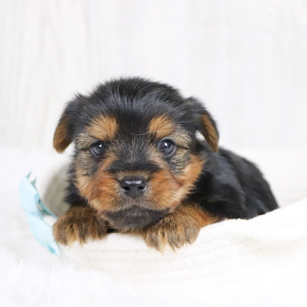 Timmy - Available 2/11