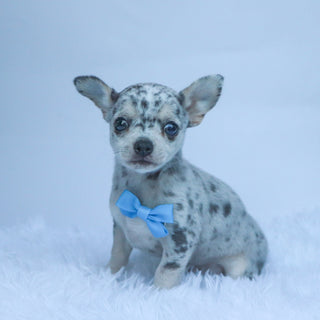 Timon - Available Now