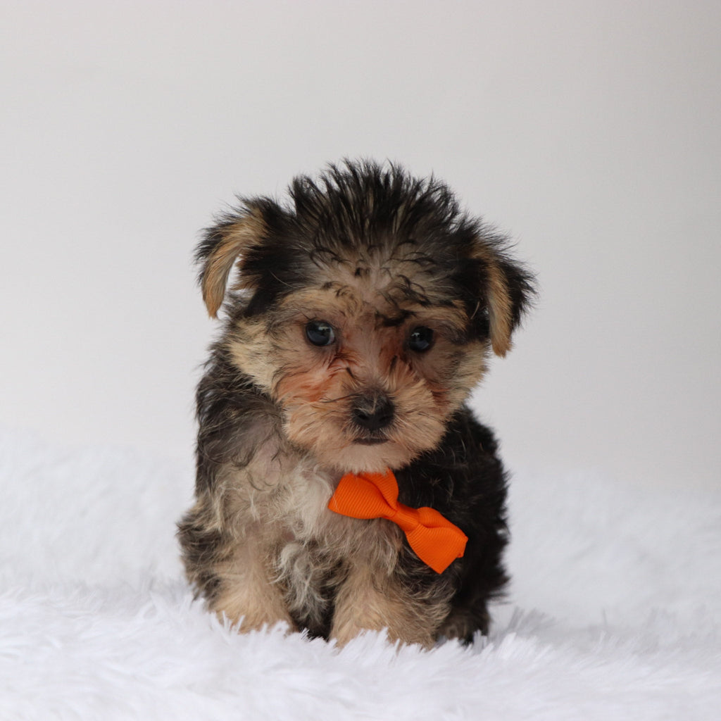 Toby - Available Now