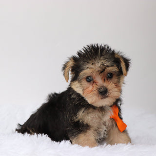 Toby - Available Now