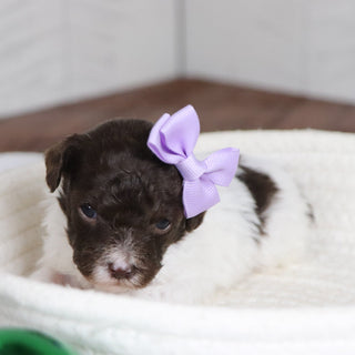 Toni - Available 1/28