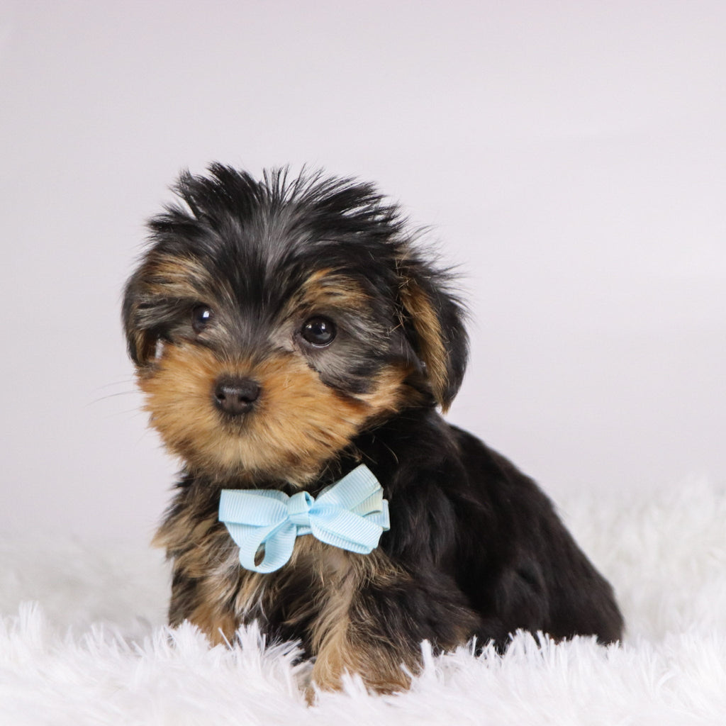 Tooele - Available Now