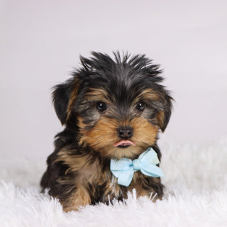 Tooele - Available Now