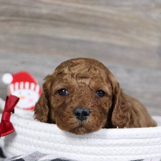 Travis - Available 1/28