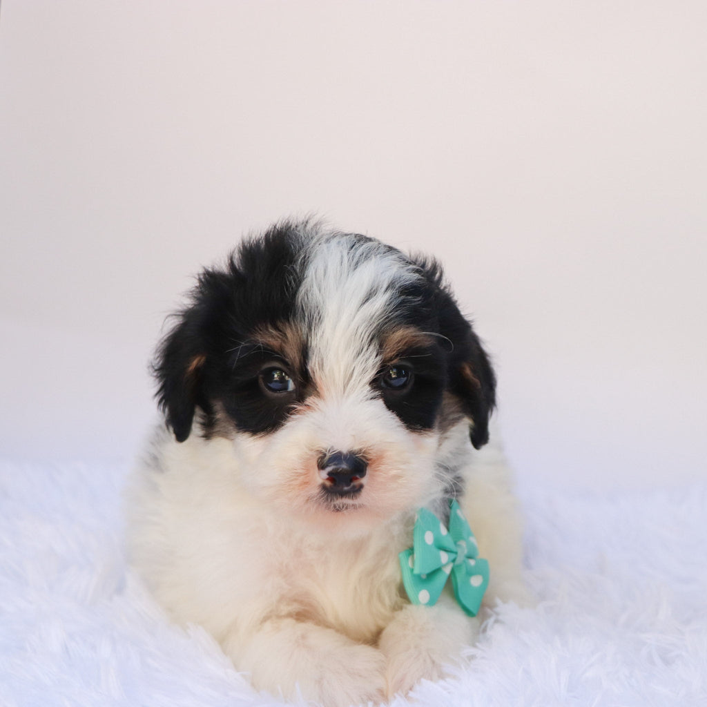 Travis - Available 9/24