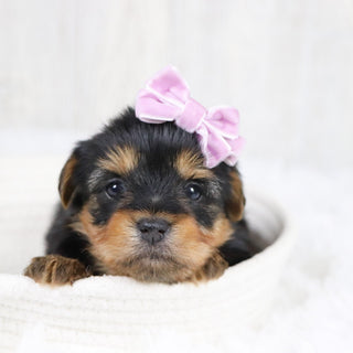 Trina - Available Now