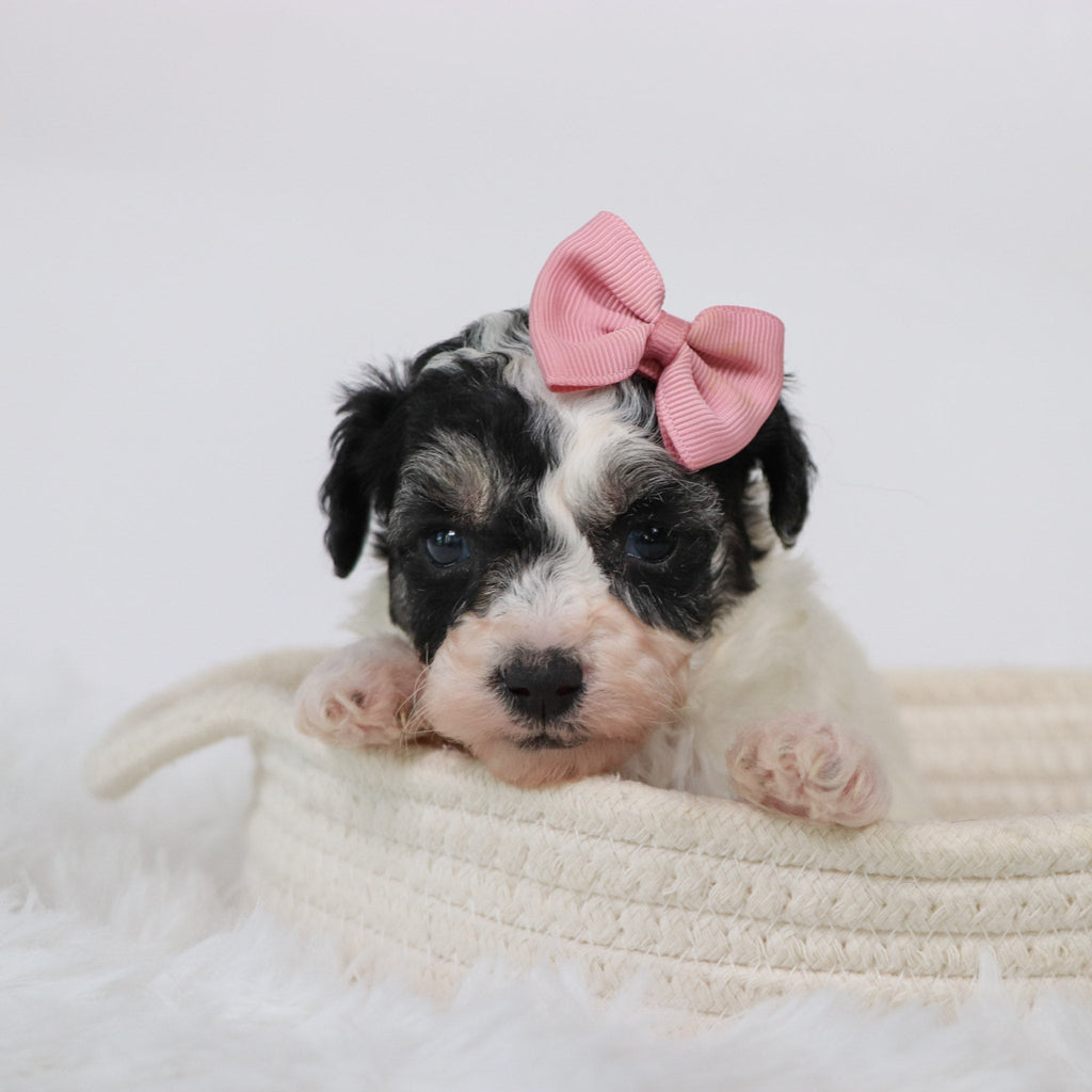 Trish - Available Now