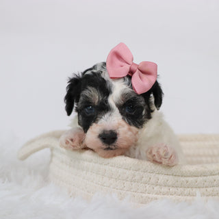 Trish - Available Now