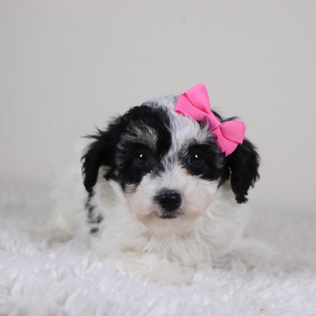 Trish - Available Now