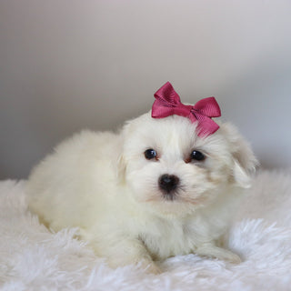 Trixie - Available 8/27