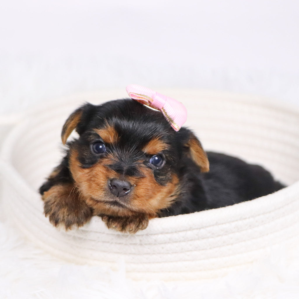 Trudy - Available 12/17