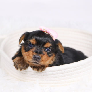 Trudy - Available Now