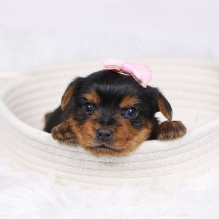 Trudy - Available Now