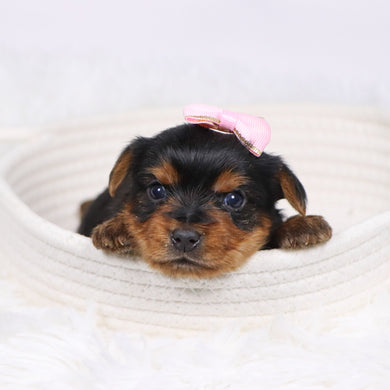 Trudy - Available 12/17