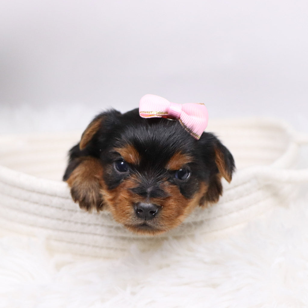 Trudy - Available 12/17