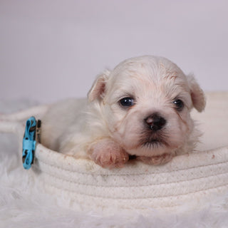 Turbo - Available 11/12