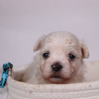 Turbo - Available 11/12