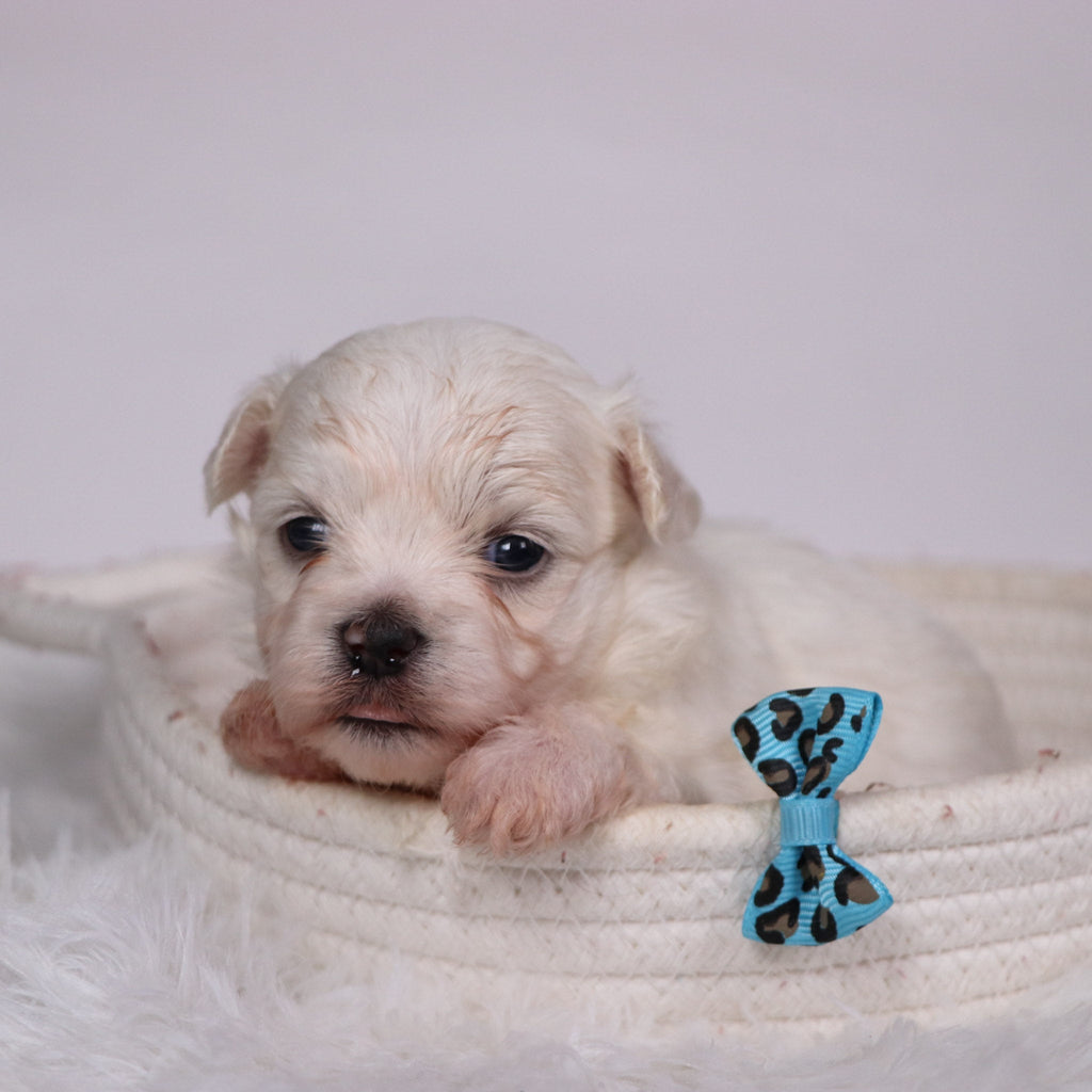 Turbo - Available 11/12