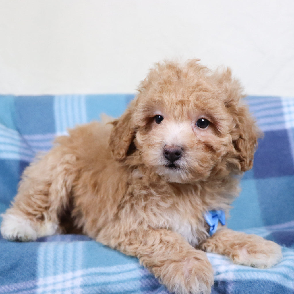 Turtle - Available Now