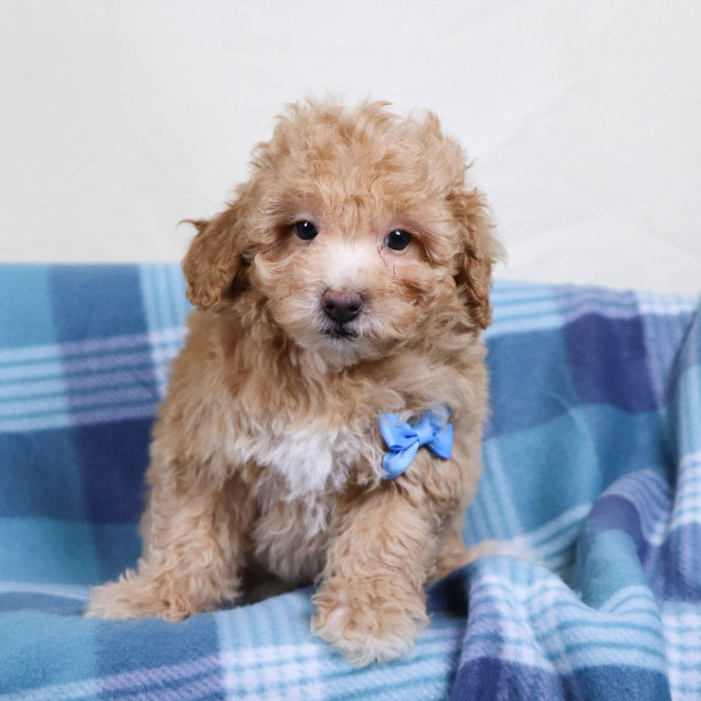 Turtle - Available Now