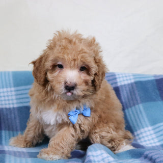 Turtle - Available 1/15