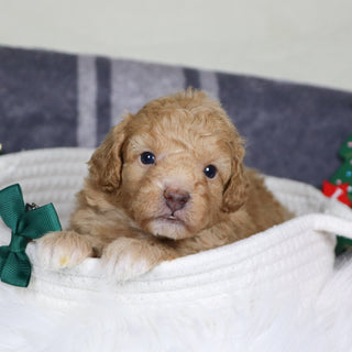 Turtle - Available Now