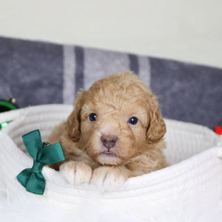 Turtle - Available Now