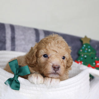 Turtle - Available Now