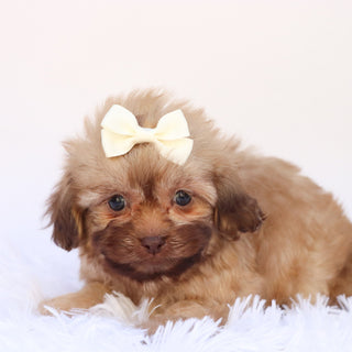 Twilight - Available Now