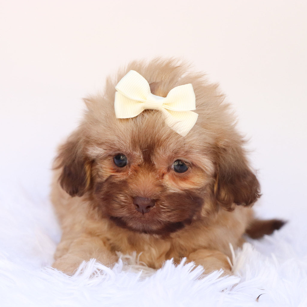 Twilight - Available Now