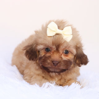 Twilight - Available Now