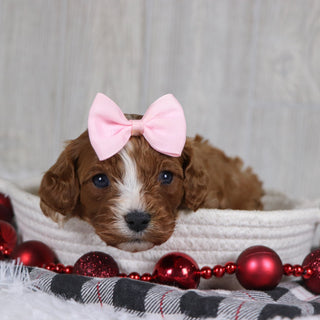 Valerie - Available 1/8